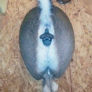 Meet your Posher, Donna